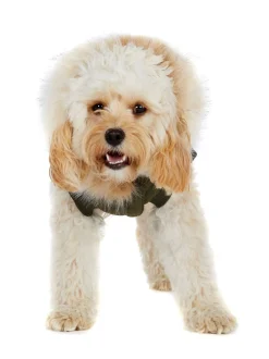 New Zeus Manteau Pour Chiens Avec Contour En Fausse Fourrure Pup Manteaux Pour Chiens